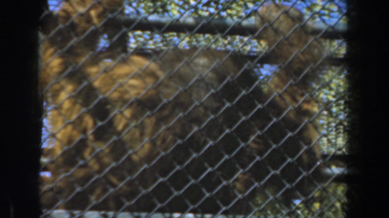 In 1961 Burbank home-movie footage, a shaggy orangutan appears behind chain-link mesh and dark foreground bars in an outdoor enclosure with trees and sky beyond.