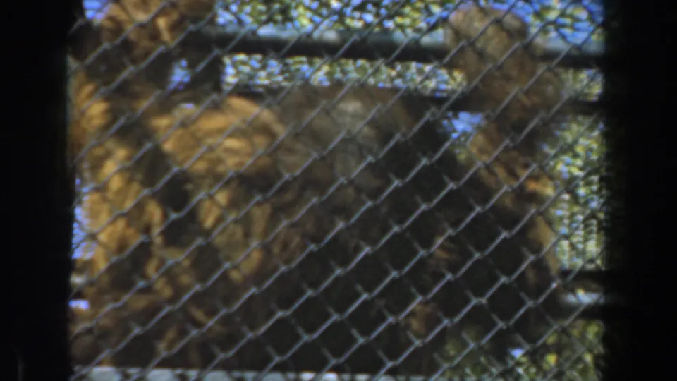 In 1961 Burbank home-movie footage, a shaggy orangutan appears behind chain-link mesh and dark foreground bars in an outdoor enclosure with trees and sky beyond.