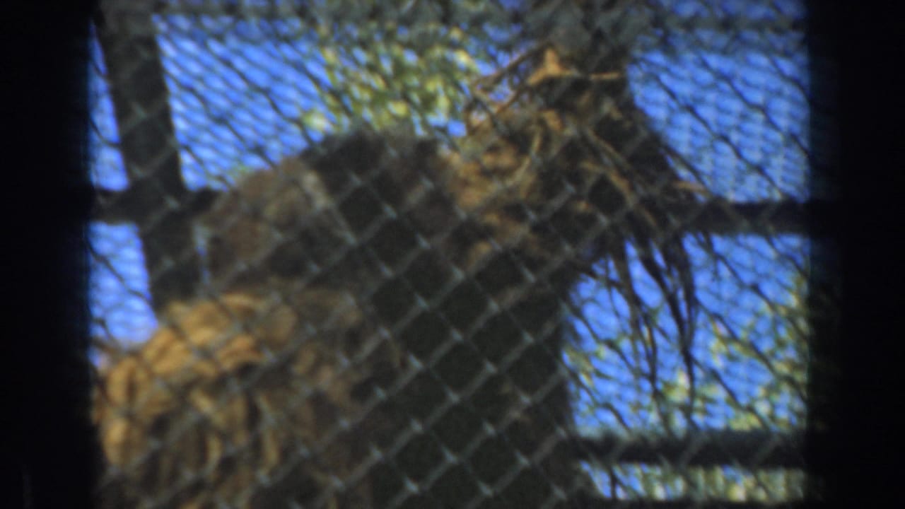 A shaggy orangutan is partly obscured by chain-link mesh and dark vertical bars, perched in an outdoor enclosure against blue sky and leafy branches.