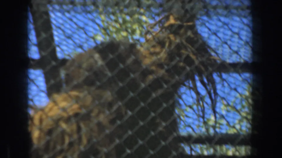 A shaggy orangutan is partly obscured by chain-link mesh and dark vertical bars, perched in an outdoor enclosure against blue sky and leafy branches.