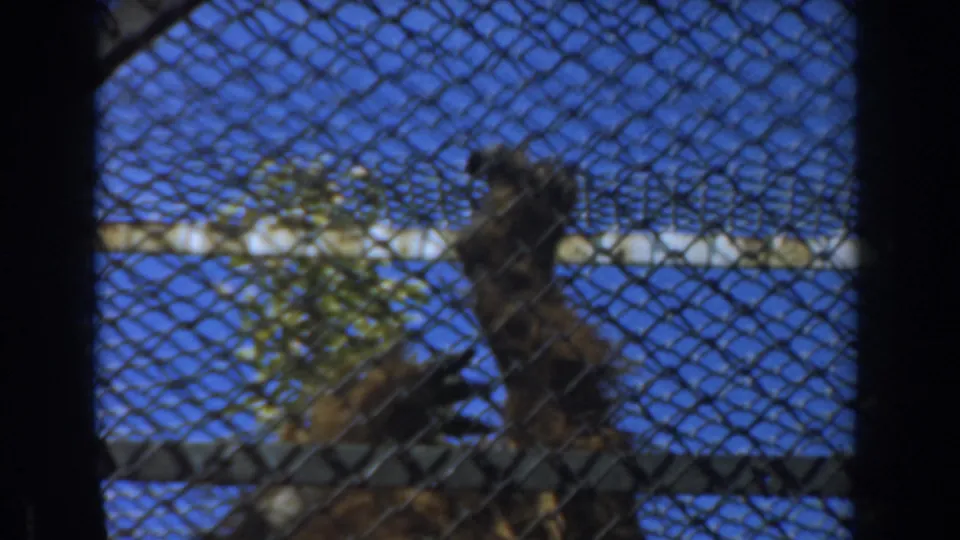 The orangutan stands or climbs upright behind dense chain-link fencing, with metal rails, tree leaves, and a bright blue sky visible in the background.