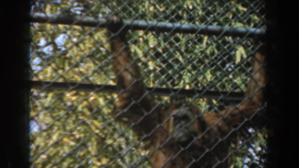 A shaggy orangutan moves low in the frame behind chain-link mesh and metal rails, surrounded by dry vegetation, branches, and outdoor enclosure shadows.