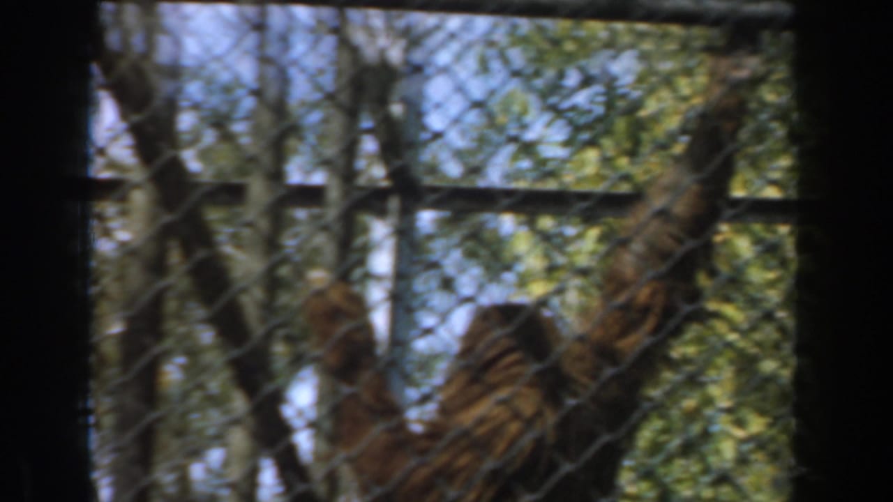 A chimpanzee appears behind chain-link mesh in the supplied 1961 Burbank zoo footage, with trees and enclosure rails in soft focus.