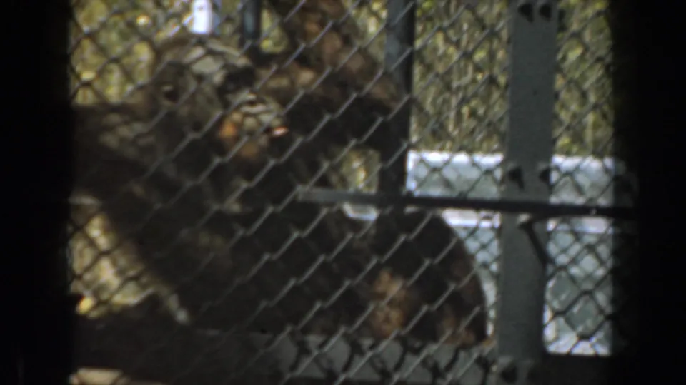 In the 1961 Burbank zoo clip, the chimpanzee moves near mesh fencing and white-painted structure with foliage behind it.