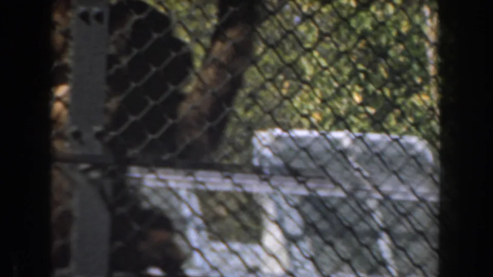 A darker view of the chimpanzee appears through chain-link fencing, with white-painted enclosure structure and foliage in the background.