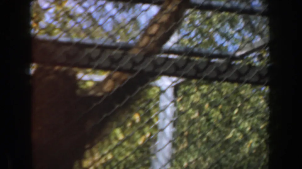 The chimpanzee shifts behind the cage mesh in the 1961 Burbank footage, with rails, branches, and foliage softened by motion and film grain.