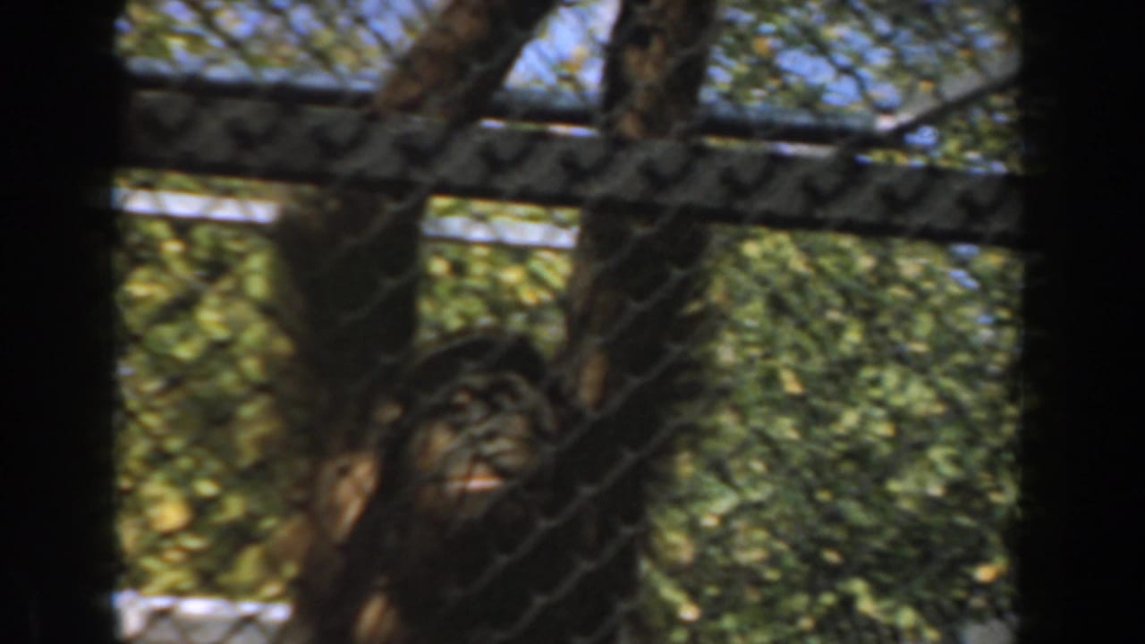 Chain-link fence and tree branches in front of a shaded outdoor primate enclosure.
