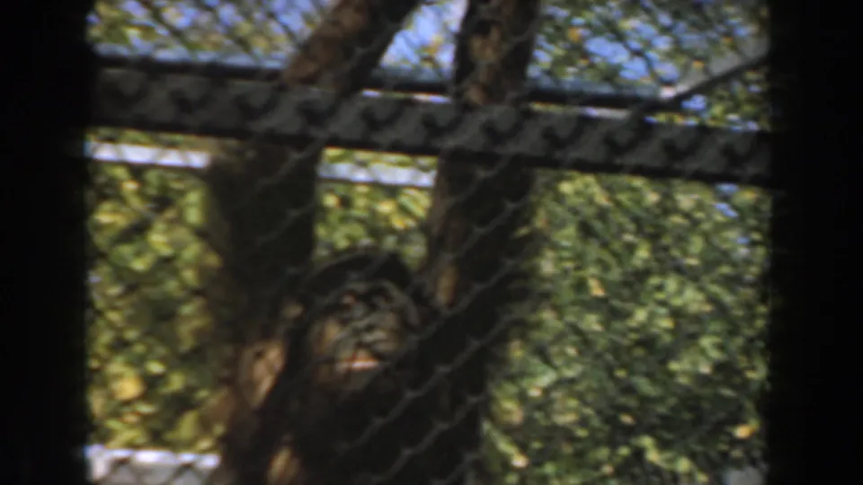 1961 Burbank 8mm frame looking through chain-link fencing toward trees and a shaded primate enclosure area.