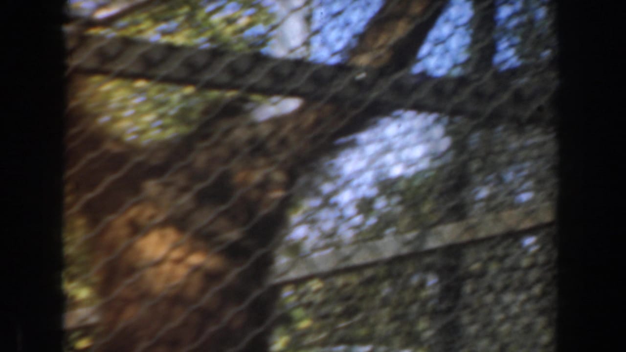Blurred primate enclosure seen through chain-link fencing with trees and shadows.