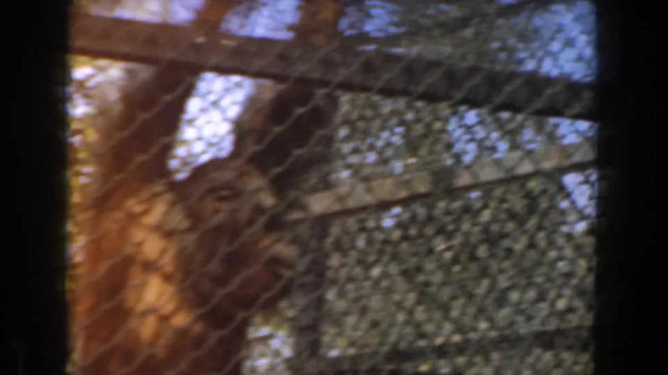 1961 Burbank home-movie frame showing fencing, trees, and a partially obscured primate form inside an outdoor enclosure.