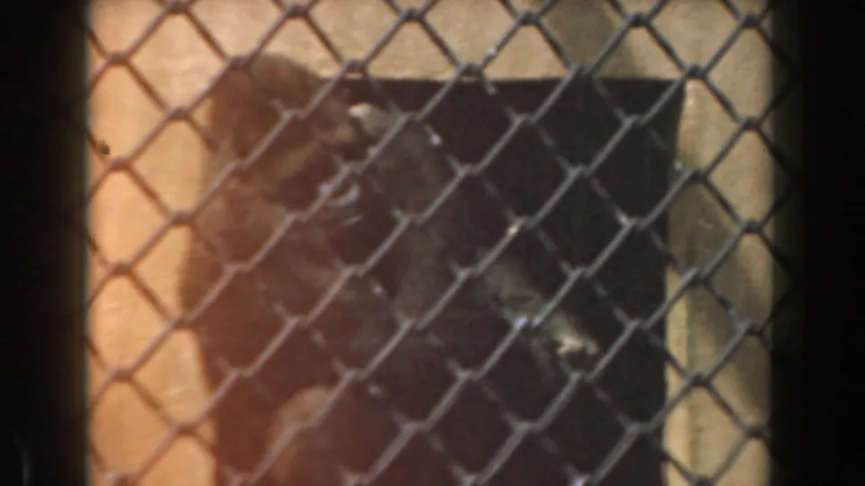 1961 Burbank 8mm frame of a likely gorilla or other primate behind chain-link fencing beside a sunlit enclosure wall.