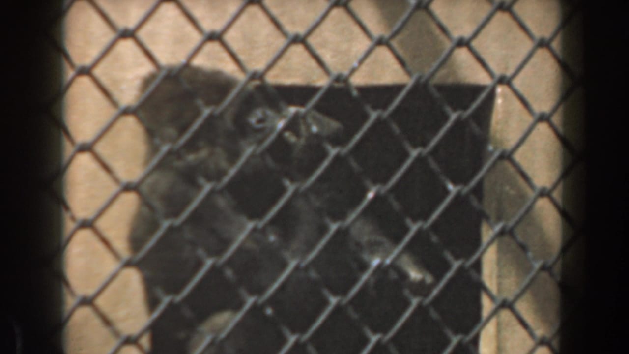 Gorilla behind chain-link fencing in a dim enclosure.