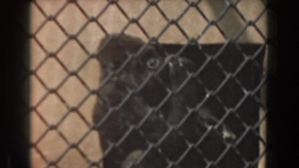 A gorilla looks forward from behind chain-link fencing in the 1961 Burbank home-movie footage.