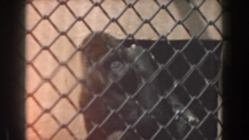 The gorilla remains close to the chain-link barrier, with its face and body softened by focus and film grain.