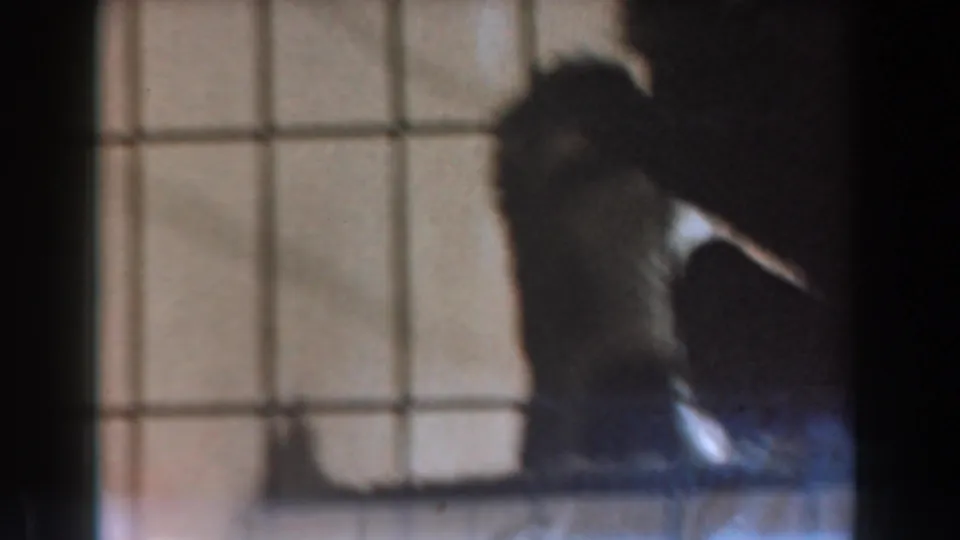 Soft 8mm frame from Burbank showing the adult monkey leaning toward the baby monkey beside the wire cage structure.