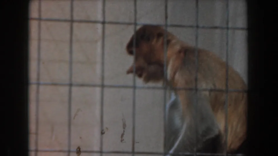 A monkey sits alone behind the wire enclosure, framed by soft 8mm grain and muted indoor light.