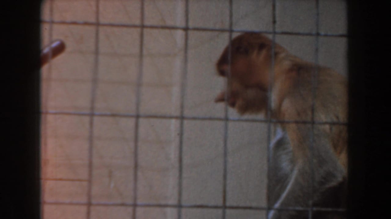 Brown monkey behind a wire cage grid near a pale wall.