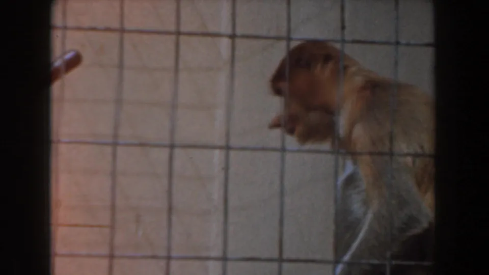 1961 Burbank home-movie frame showing a brown monkey inside a wire enclosure, partially obscured by cage bars.