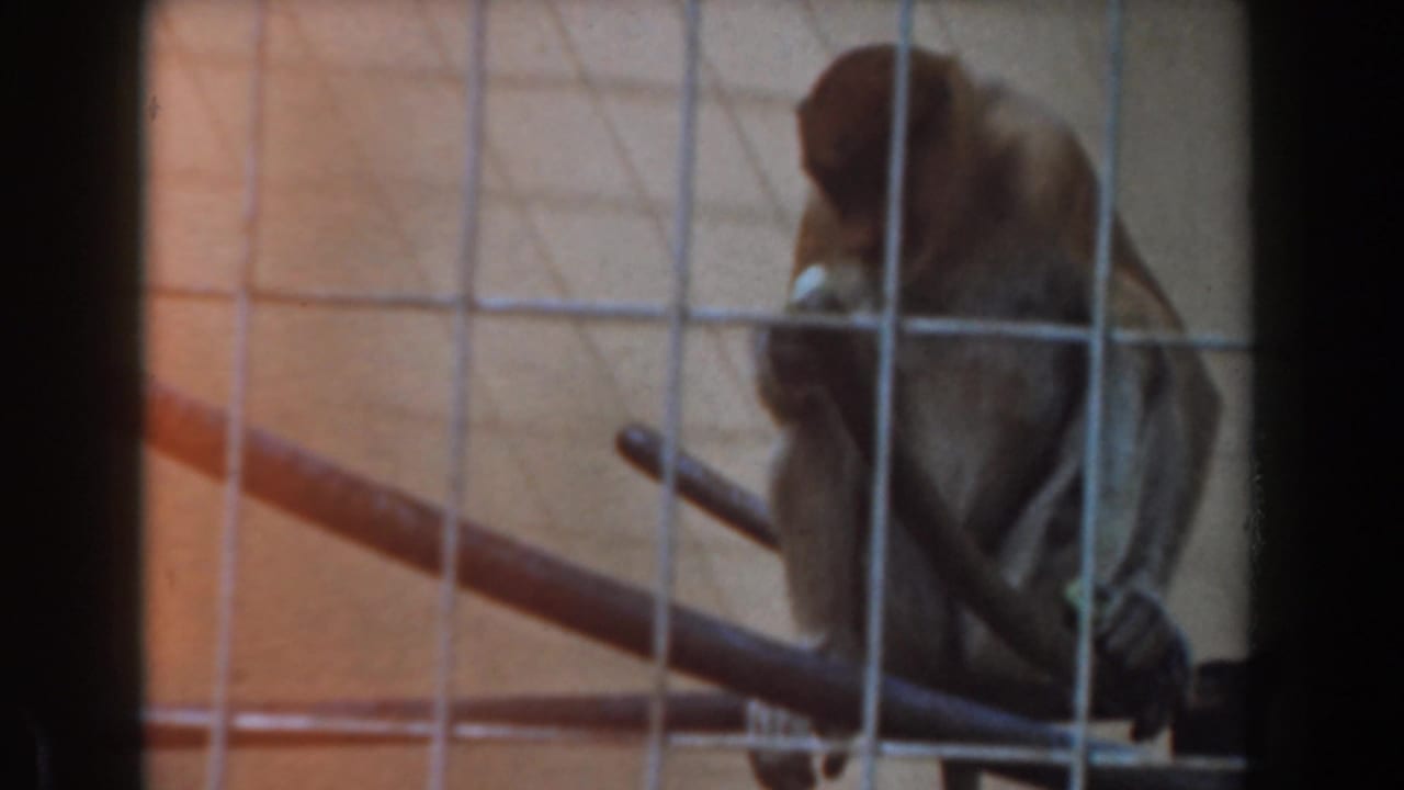Monkey seated on metal bars inside a wire cage.