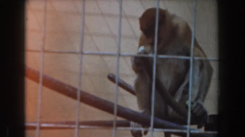 Brown monkey sits on dark metal perches behind a wire grid in the Burbank animal enclosure footage.