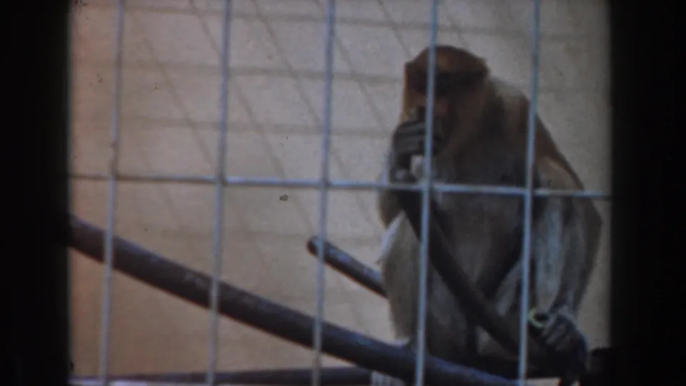 1961 8mm frame of a caged monkey holding fruit to its mouth while seated on metal bars.