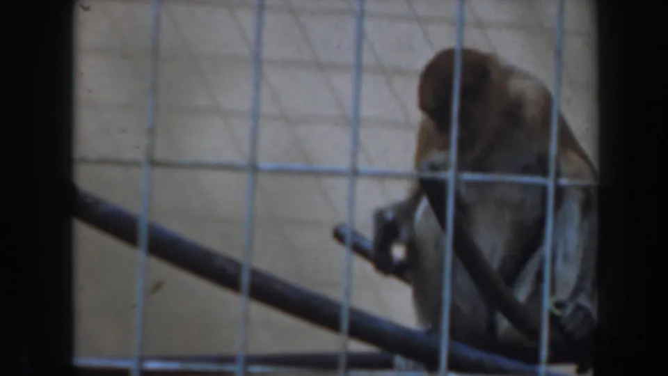 Brown monkey eats from its hands inside a wire enclosure, with metal perches crossing the foreground.