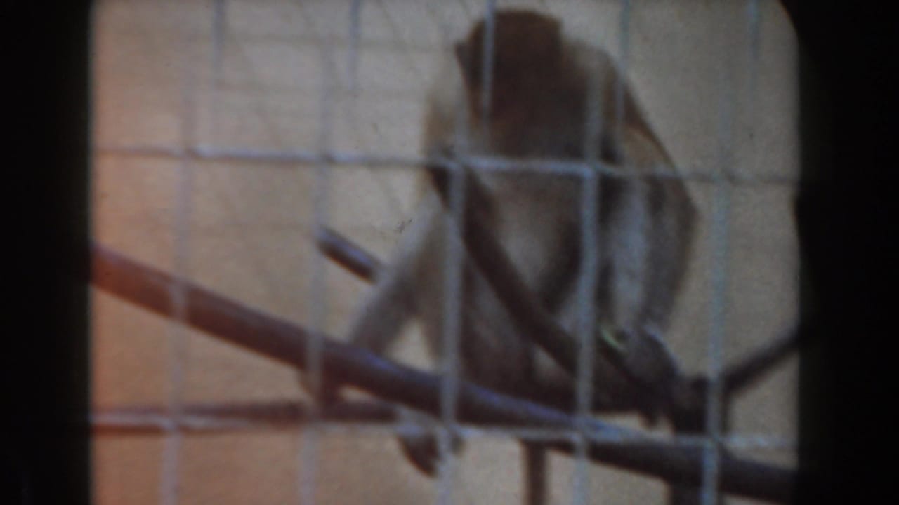 Brown monkey sitting behind square wire cage mesh.