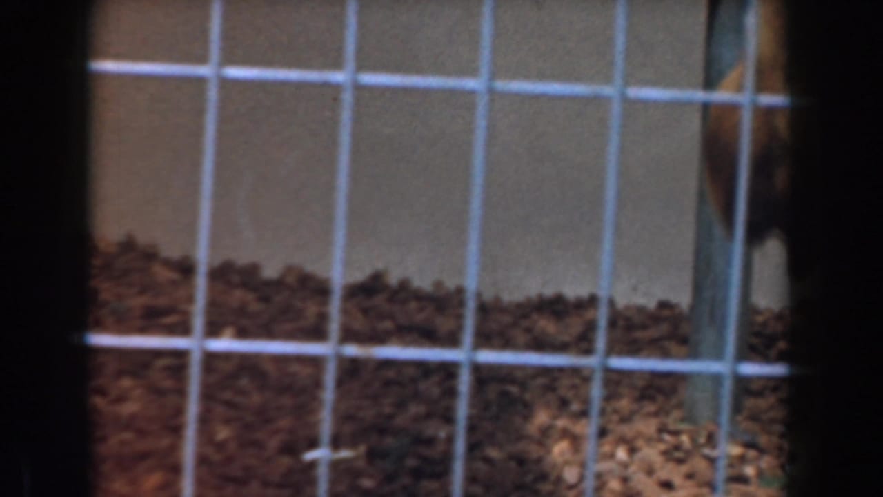 Wire cage section with bedding and partial animal form at the edge.