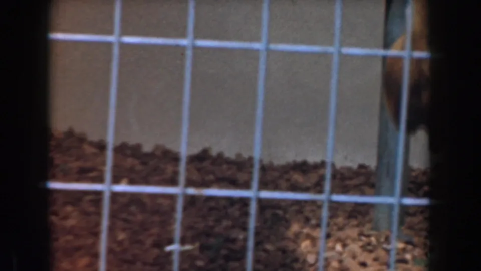 A zoo enclosure is seen through square wire mesh, with bedding across the floor and only a partial animal shape near the right edge.