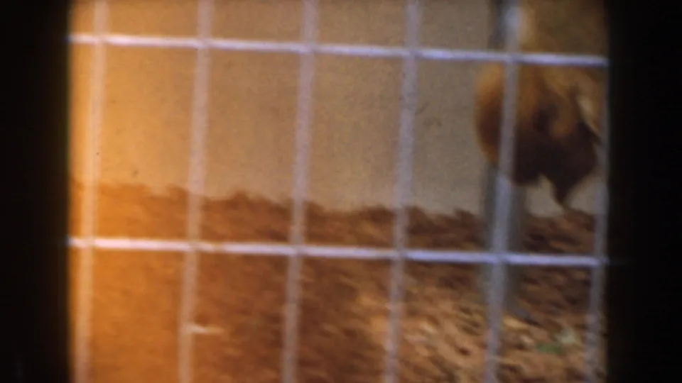 A brown monkey is partly blurred behind the cage mesh, with straw-like bedding and warm exposure from the 8mm film scan.