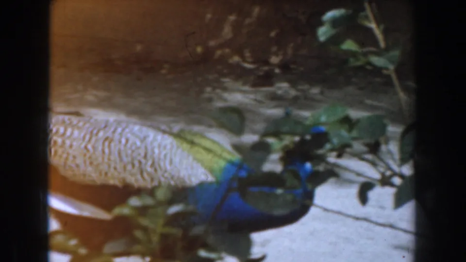 A blue and green peacock walks near branches and sunlit ground in the Burbank zoo footage, with pale tail feathers extending behind it.