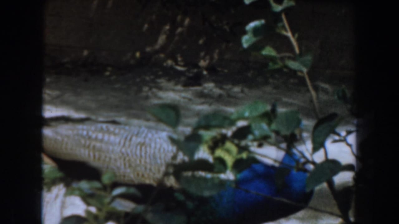 Blue-green peacock partly visible behind foliage near a zoo enclosure edge.