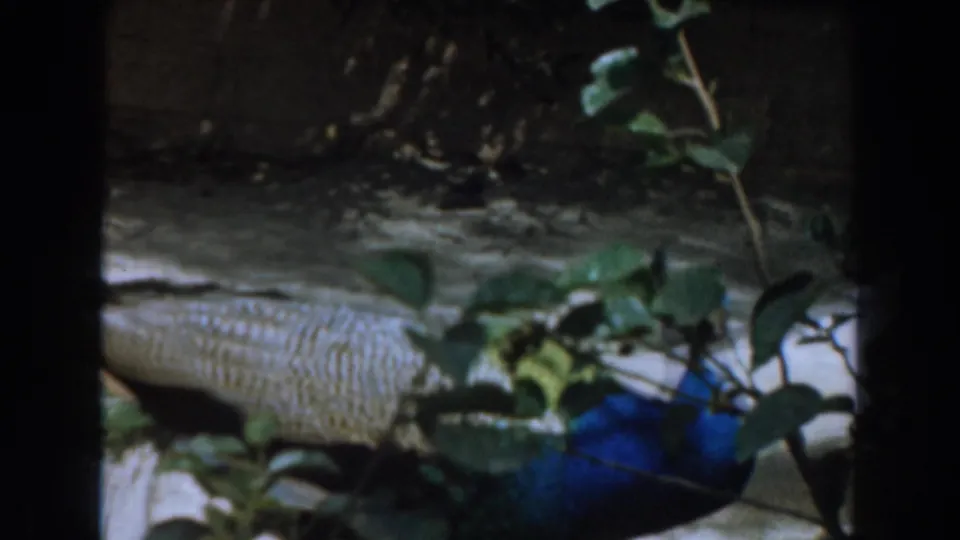 1961 Burbank zoo footage shows a blue-green peacock partly obscured by leaves and dark frame borders.