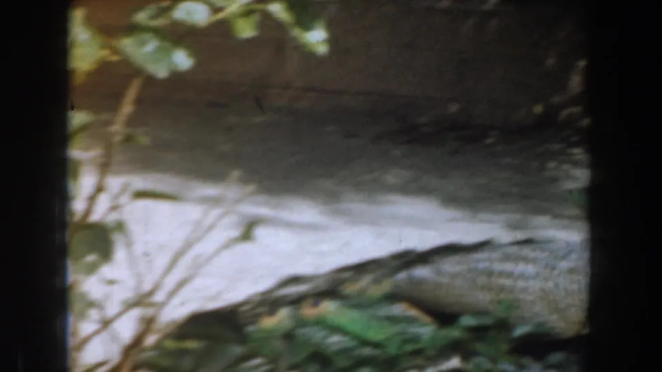 A peacock is partly visible at the lower right, with leaves and enclosure ground in a grainy 1961 Burbank zoo frame.
