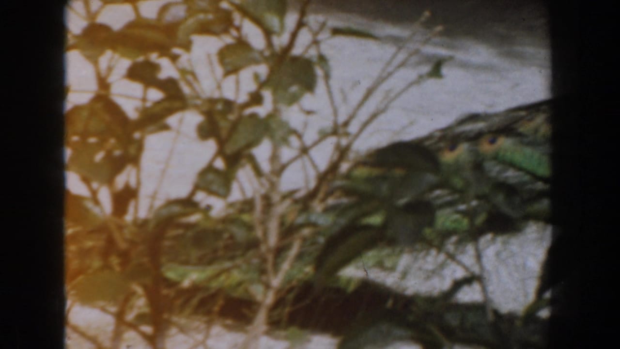 1961 Burbank home-movie frame showing leafy branches and a partly obscured green parrot inside an outdoor enclosure.