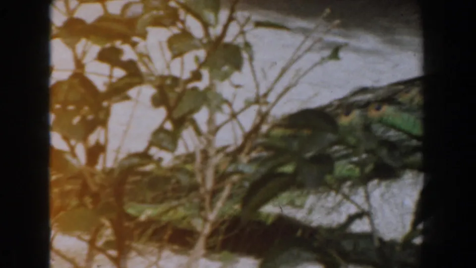 1961 Burbank home-movie frame showing leafy branches and a partly obscured green parrot inside an outdoor enclosure.