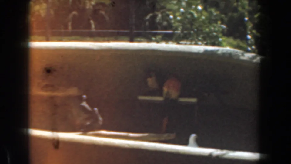 1961 Burbank outdoor animal-enclosure view with parrots perched on a low ledge and greenery beyond the wall.