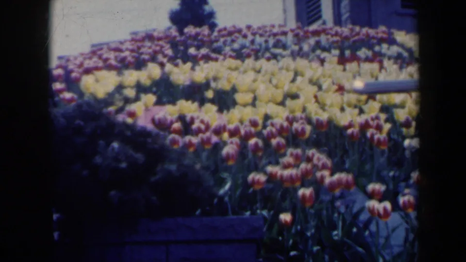 Close 8mm view of bright tulip-like flower beds in a Niagara Falls, Canada garden, with a walkway edge and building details in the background.