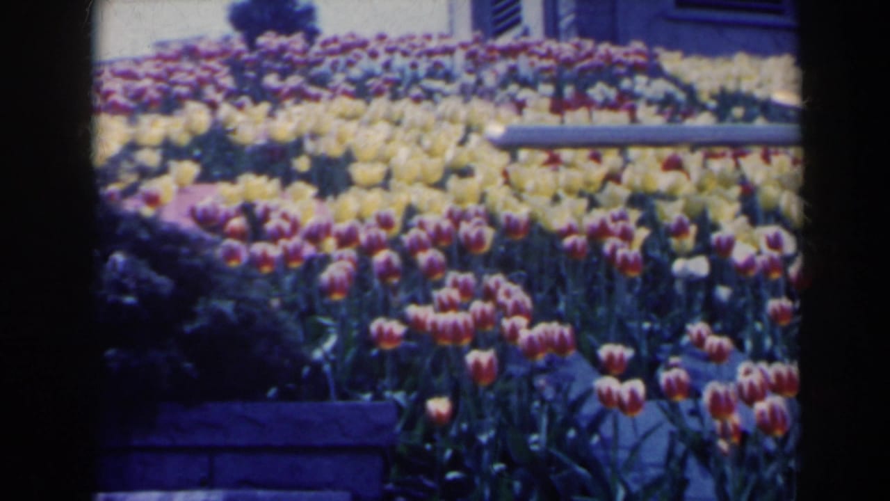 Rows of yellow and red-white tulips beside a pale building wall and dark shutter.