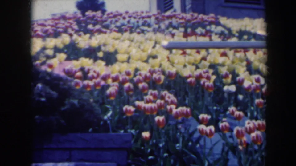 1963 Niagara Falls home-movie frame showing dense tulip beds, stone edging, and a building facade with a dark louvered shutter.