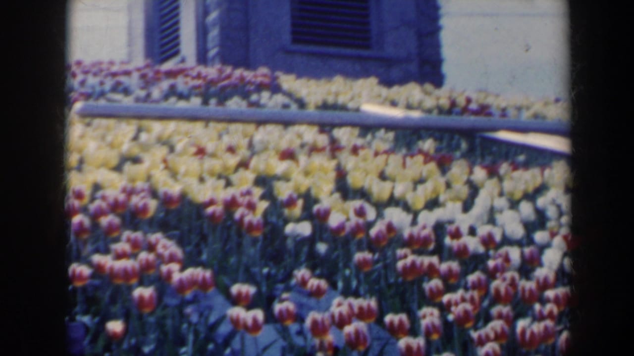 Yellow and red-white tulips fill the foreground with shutters and wall behind them.