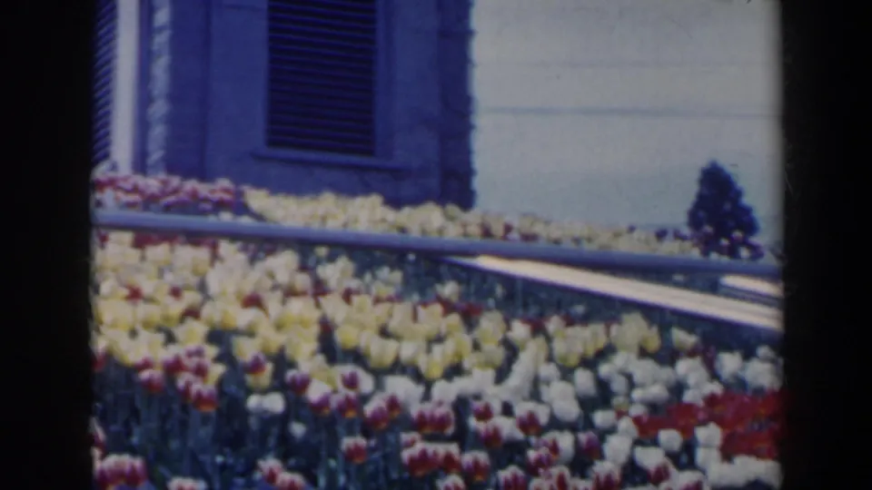 A slightly shifted 1963 garden view shows yellow and red-white tulips, a handrail, stone edging, and part of a shuttered building facade.
