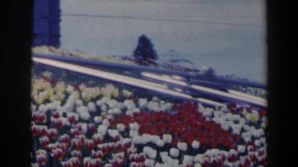 The closing frame shows patterned tulip plantings in Niagara Falls, Canada, with white, yellow, and red beds below a metal rail and pale wall.