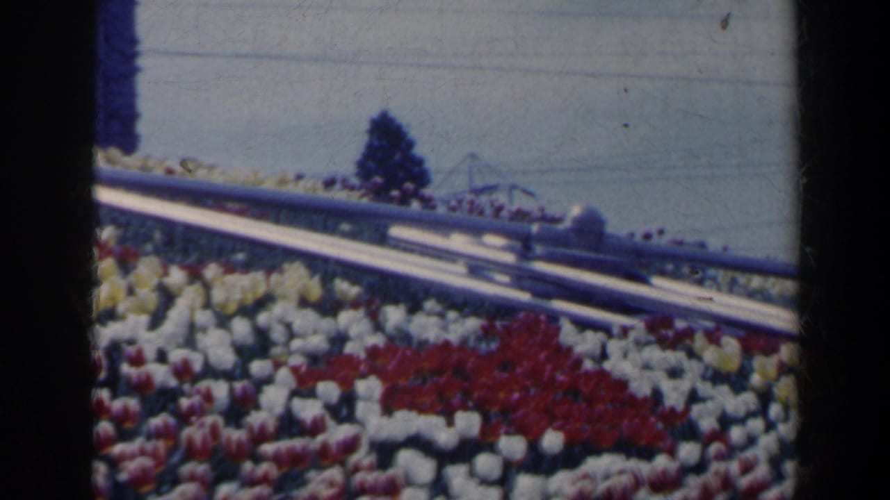 Colorful tulip beds with a diagonal metal railing and pale sky.