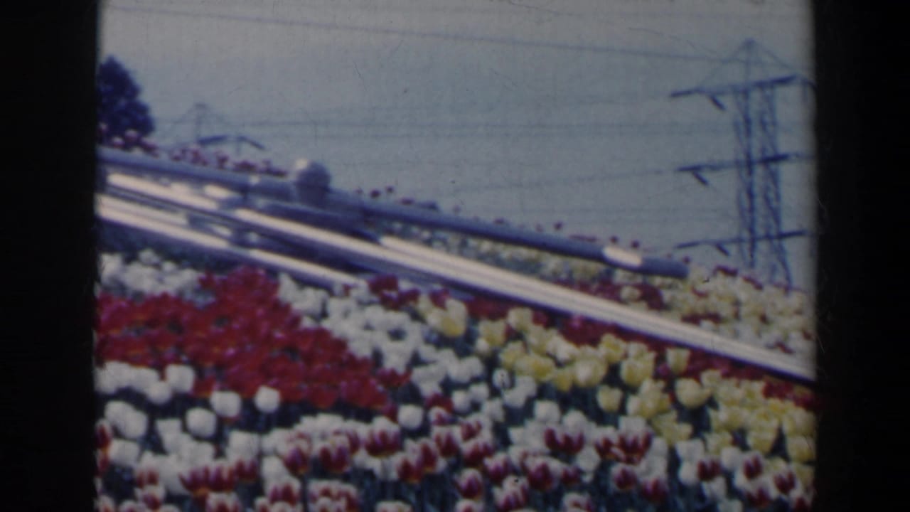Tulip rows, railing, evergreen tree, and power towers in the background.
