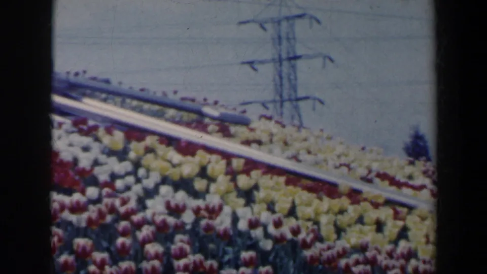 Home-movie frame of yellow, red, and white tulips in Niagara Falls, Canada, with a diagonal railing and a tall transmission tower beyond.