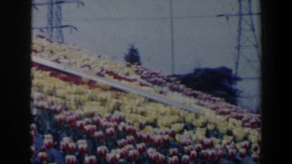 1963 8mm Niagara Falls, Canada frame showing tulip beds and a sloping metal railing, with trees and high-voltage towers in the distance.