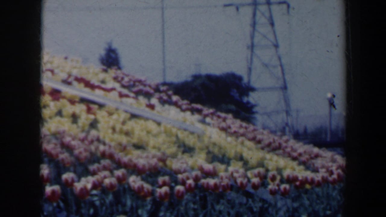 1963 Niagara Falls-area Floral Clock view with rows of red and yellow tulips across the sloped clock face and distant utility towers.