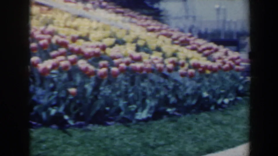 Close 1963 view of the Niagara Falls Floral Clock plantings, showing dense red and yellow tulip rows above a strip of lawn and walkway.