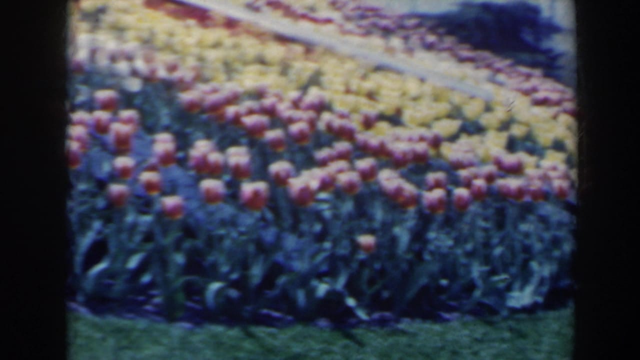 1963 home-movie view of patterned tulip beds at the Ontario Hydro Floral Clock area in Niagara Falls, Canada.